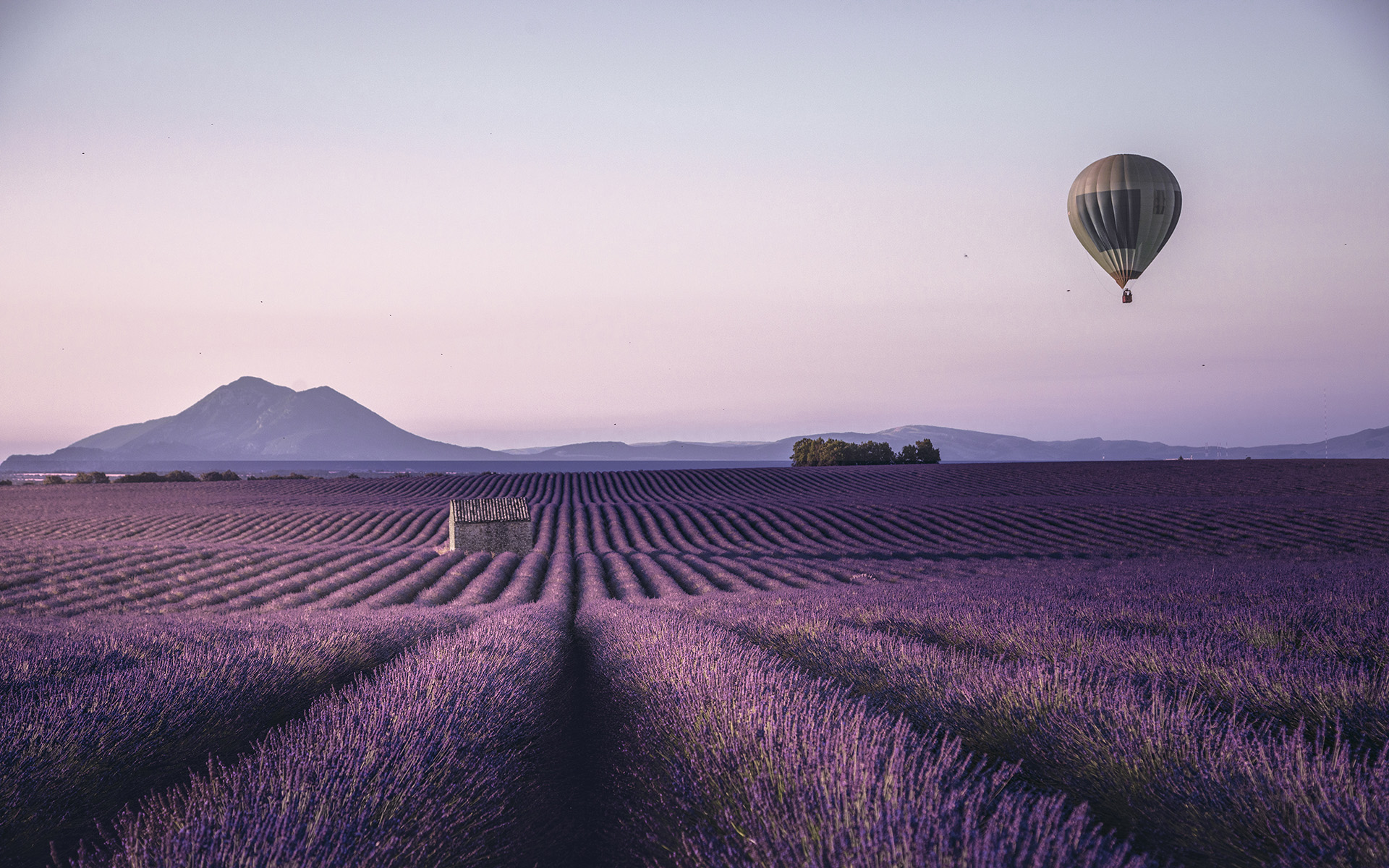 hot air balloon over lavender field